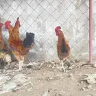 دجاج 3 ذكور فقط اخوان