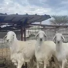 طليان