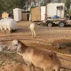 طليان سواكن