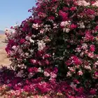 جهنمية لونين اخر حبه ب 100 ريال