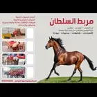 تدريب ركوب الخيل والفروسية