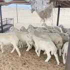 بهم تربيه نضيف وفل شحم