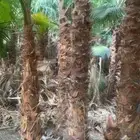 نخل واشنطني زينه للبيع