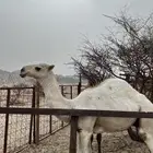 قعود كفو