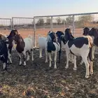 للبيع معزا هجين بورقت