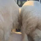 ذبايح الرس