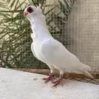 حمام بولندي