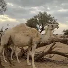 خلفه وضحى مصغر تحتها بكرة