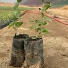 اشجار بريه اسعار جملة
