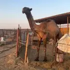 قعود اصفر حق