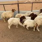 نعيم خلفات. 17 تحتها 17