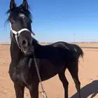 فرس شعبية دهماء