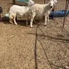 حريات حرش