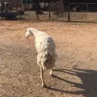 ثنيه حااايل جبره ذبيحه طيبه