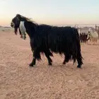 تيس فحل صنف سدس