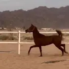 حصان شعبي