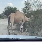 ناقه حايل للبيع