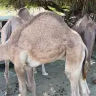 قعود كفوو