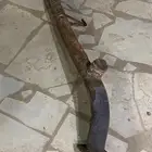 ماصوره شخال