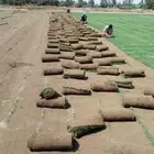 عشب طبيعي نجيله