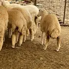 رخال ذبايح ثلاجه من 6اشهر الى 8اشهر يتوفر سلخ وتوصيل