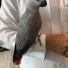 كاسكو هولندي (تم البيع)