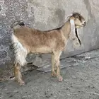 جفره عارضية صفراء طي به