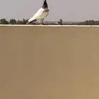 للبيع حمام