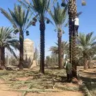 نخل تكريب هلالي