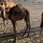 للبيع حشو جزر قريب ميدان العيص
