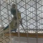 عصافير الحب ( البادجي )