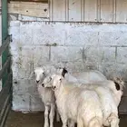 ذبائح طيبات