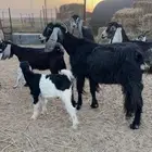 عنز والد