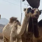 بكره