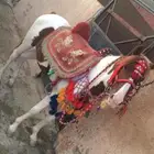تاجير خيل و سيسي و بوني و زحليقه هواهي و جمال