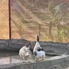 زوج وز