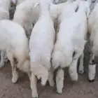 ذبايح حريه وسواكني وتيوس مع خدمة الذبح والتوصيل