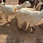 قروب بيع وشرا الحلال الي يبي يدخل يتواصل معي