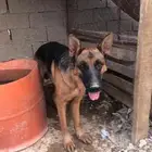 كلب جيرمن صربي عمره 11شهر
