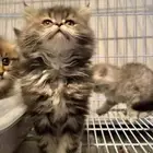 هاف بيكي سكوتش فولد بيرشن بيكي فيس قطط تقسيط اقساط متجر قطط