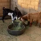 تيوس وجفره
