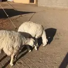 رباعيات حيل مغلقات واطراف طيبه