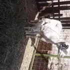 نعجة تحته رخل