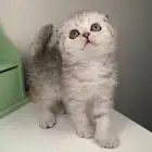 سكوتش فولد قطط للبيع ابها شيرازي انثى ذكر كيتن قطه بسه بيكي