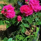 شتلات ورد سلطاني