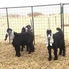 عروض العوارض رقم 2 حلال ابو حمدان الحبابي