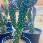 شتلات صبار زينه Ceropegia gordoni