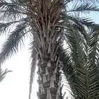 نخال للبيع