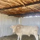ثور