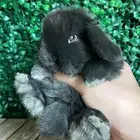 ارنب هولندلوب